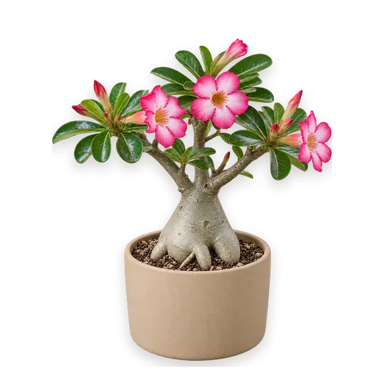 沙漠玫瑰