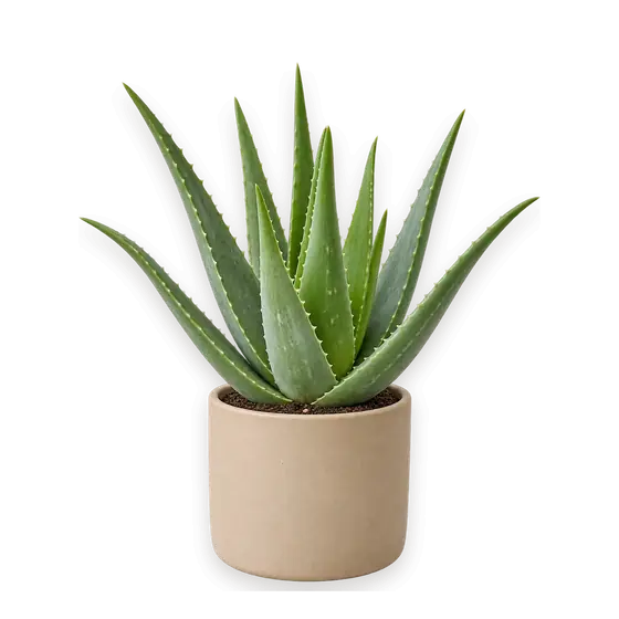 芦荟