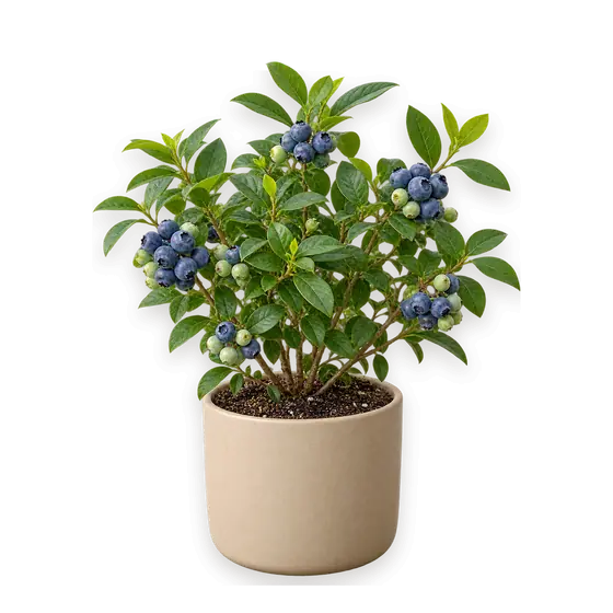 盆栽蓝莓