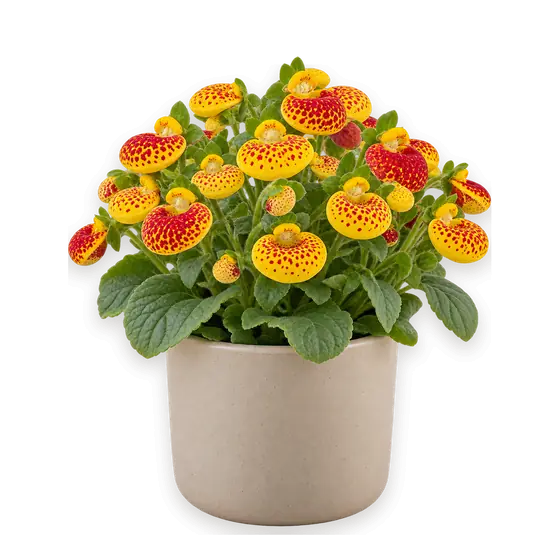 荷包花