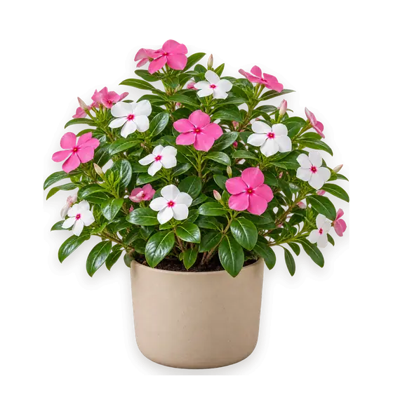长春花