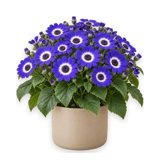 瓜叶菊