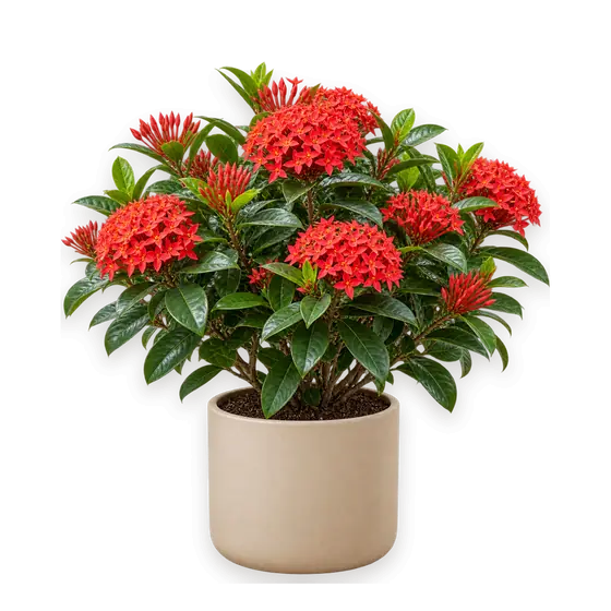 龙船花
