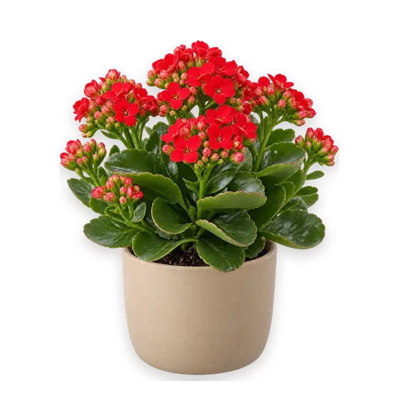 长寿花