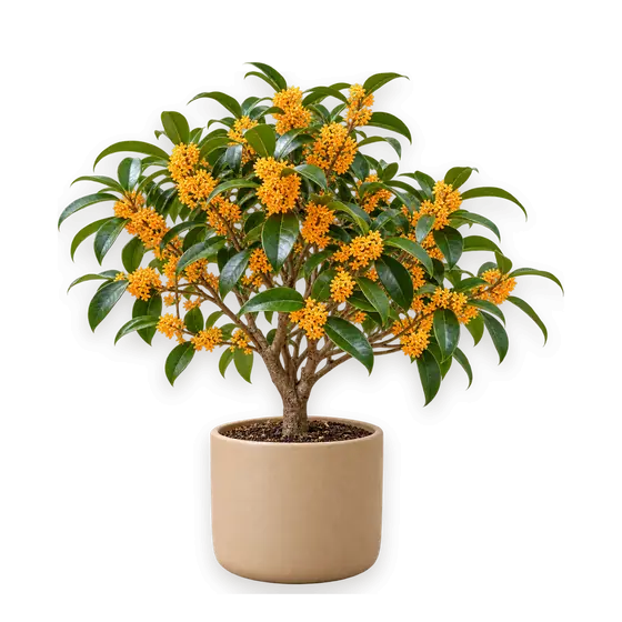桂花