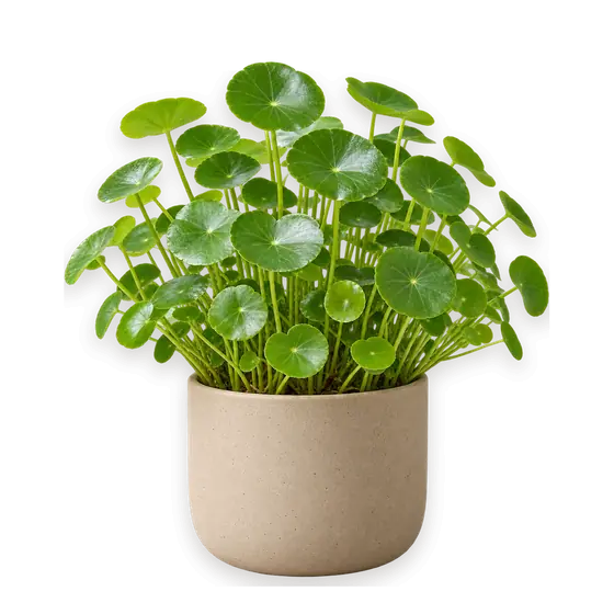铜钱草