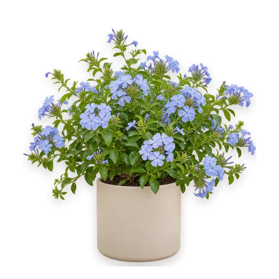 蓝雪花