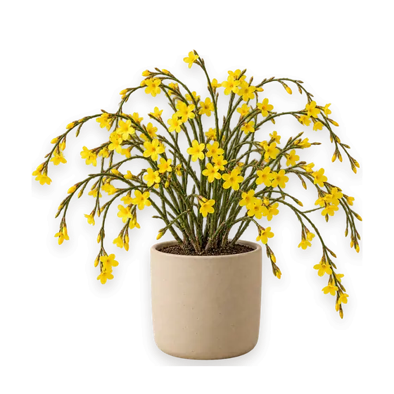 迎春花